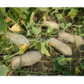 Semillas de calabaza dulces híbridas grandes del tamaño f1 de PU14 Hobao, semillas de calabaza para la venta